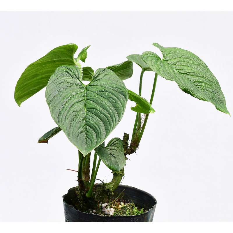 Philodendron lynnhannoniae