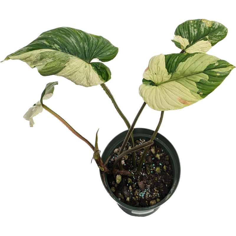 Philodendron mamei variegado