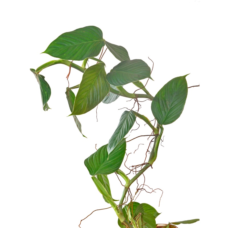 Philodendron melanoneuron type