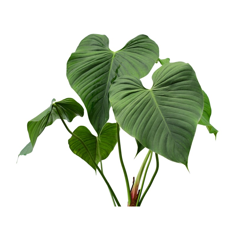 Philodendron montanum