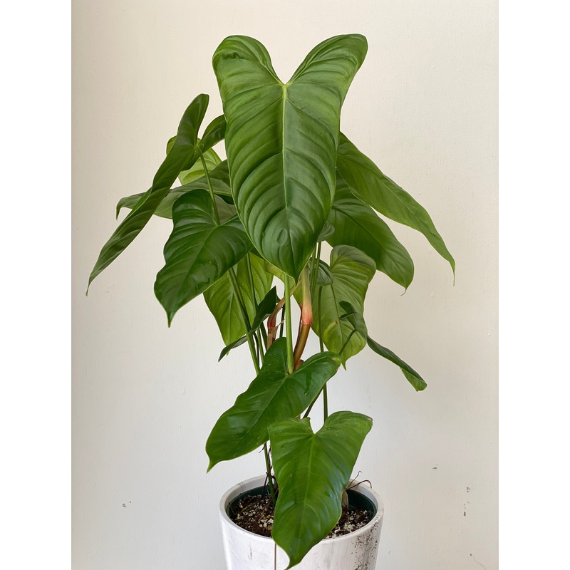 Philodendron oxapampense aff #1