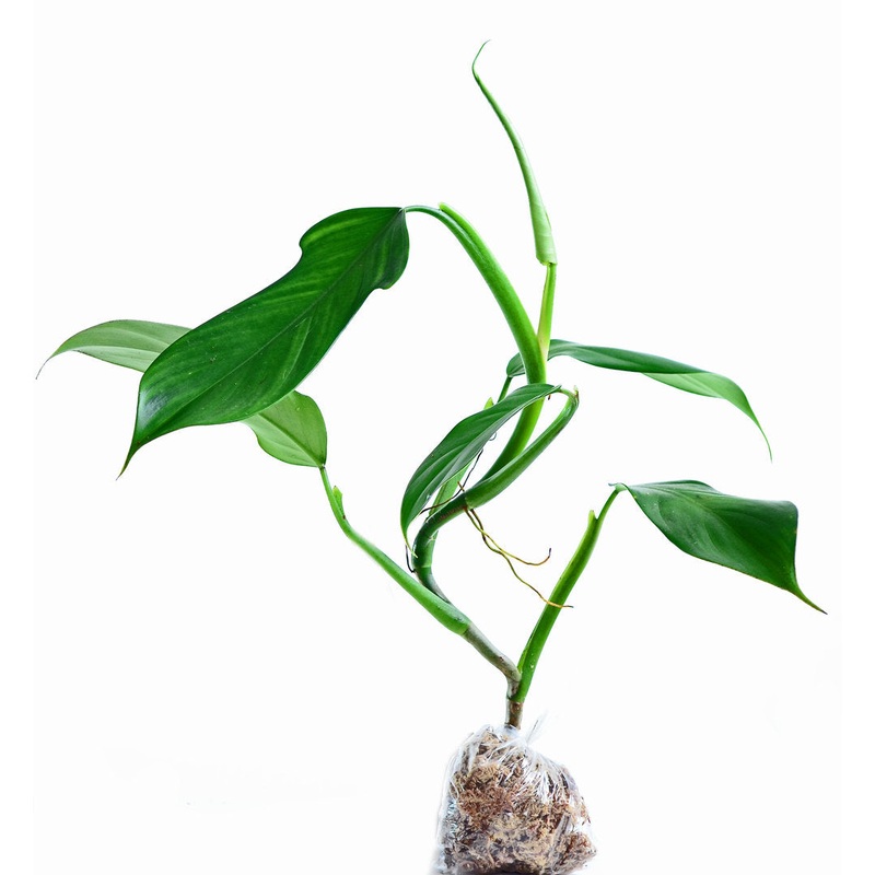 Philodendron parvilobum cf