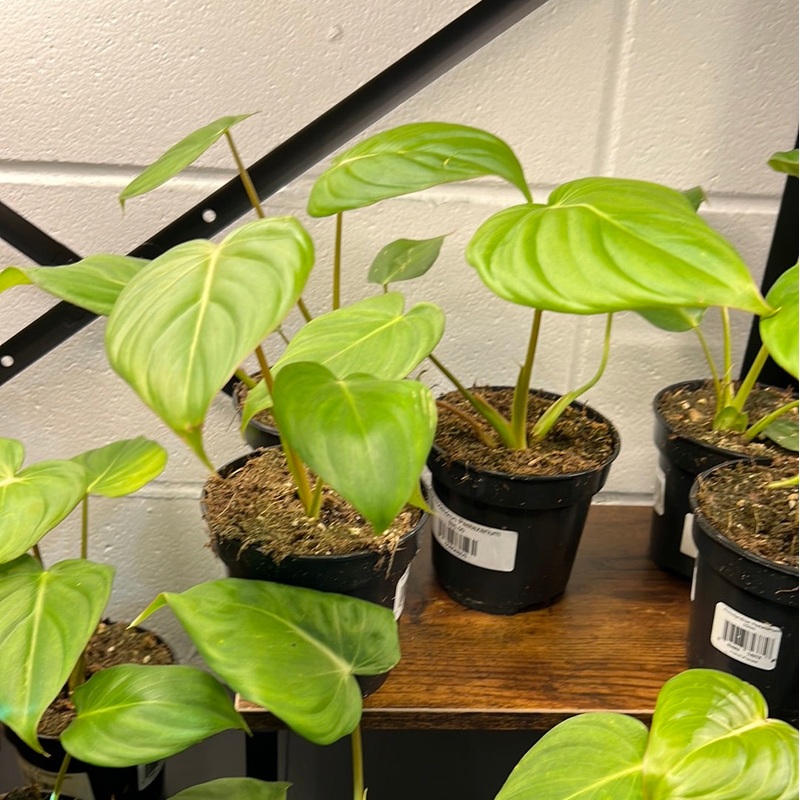 Philodendron Pastazanum – Local