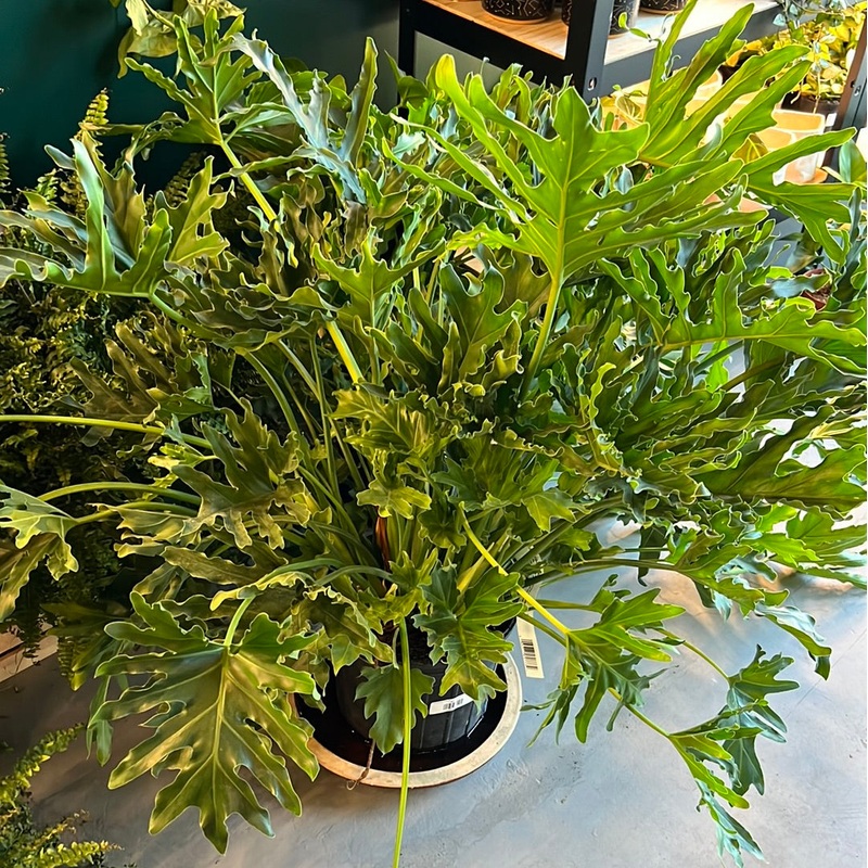 Philodendron Selloum – Thaumatophyllum bipinnatifidum