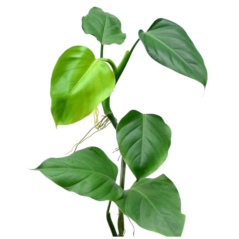 Philodendron undulatum 1