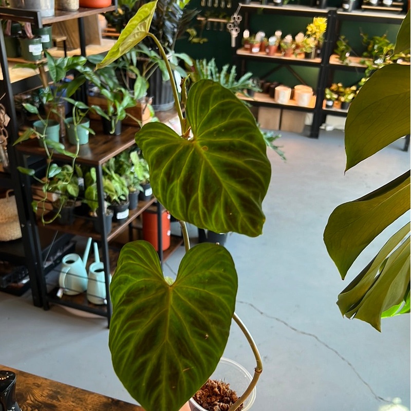 Philodendron Verrucosum|4″