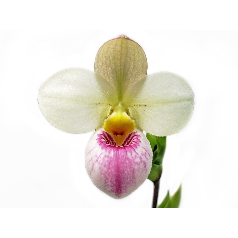 Phragmipedium schlimii var. manzurii
