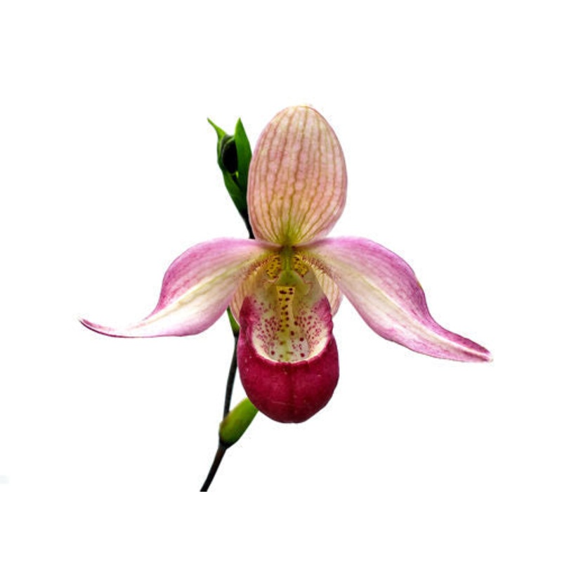 Phragmipedium Sedenii