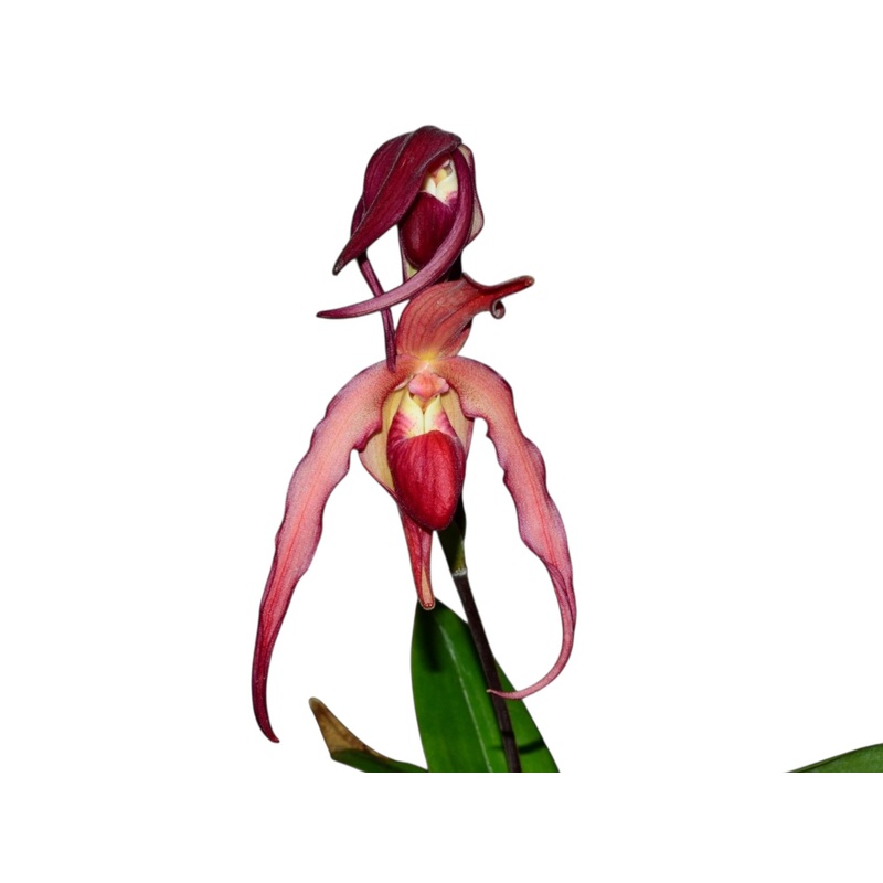 Phragmipedium Super Rubies