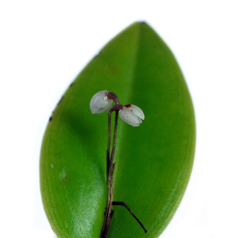 Pleurothallis niveoglobula