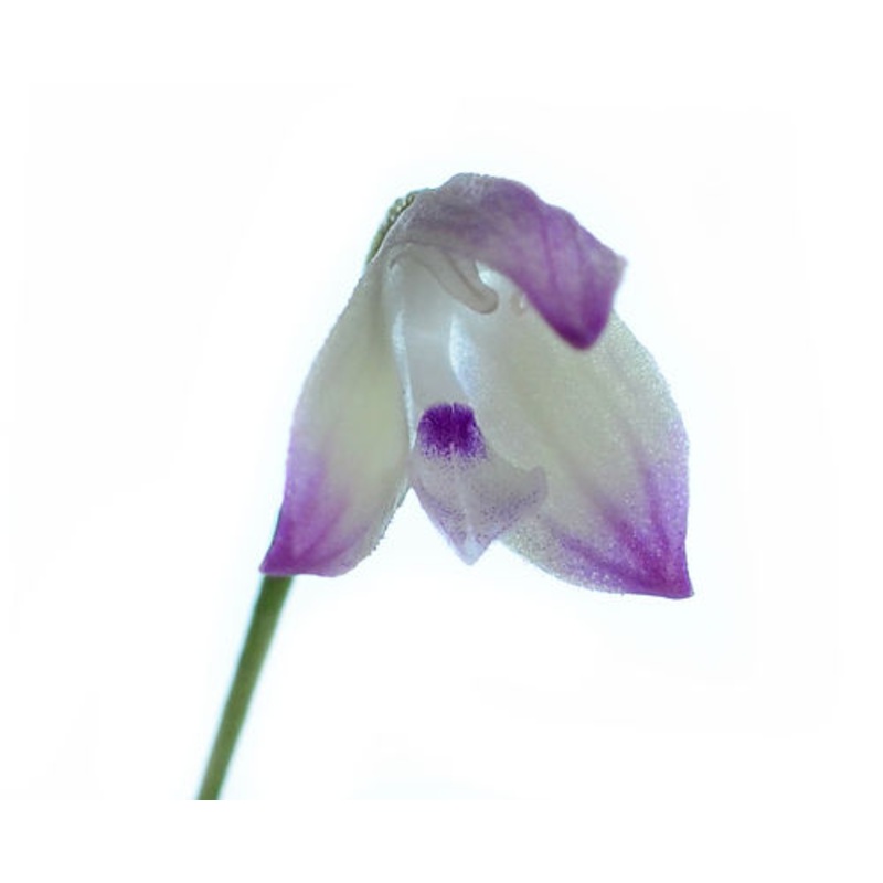 Porroglossum hirtzii