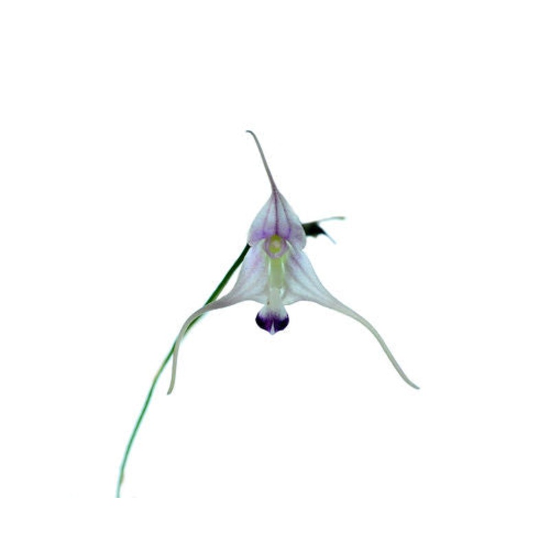 Porroglossum sergii
