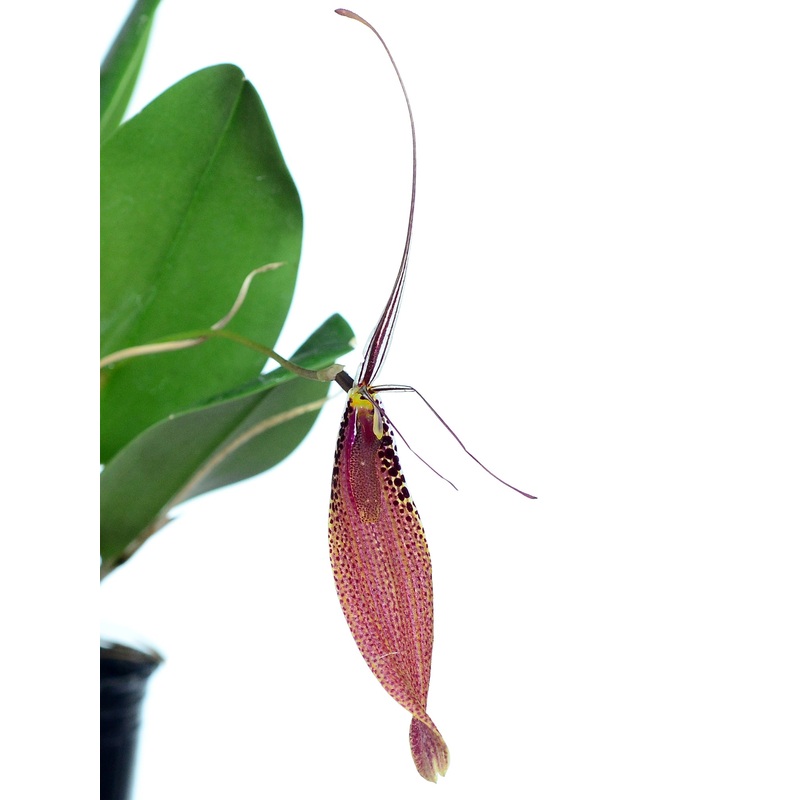 Restrepia guttulata 002920 x self
