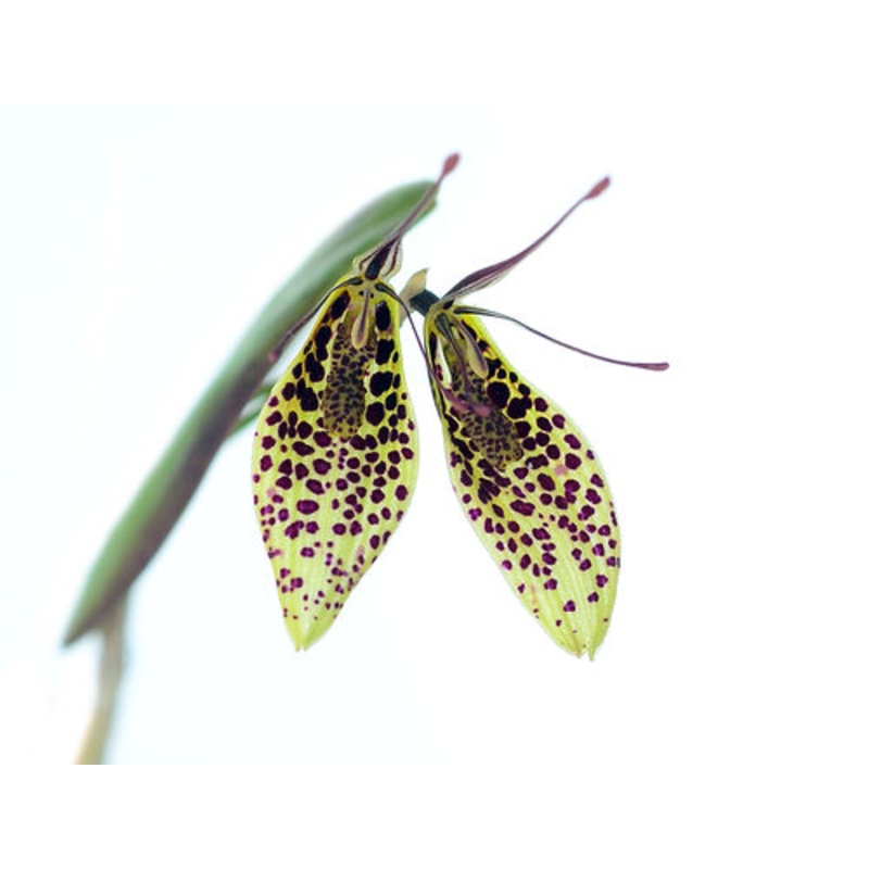 Restrepia vasquezii