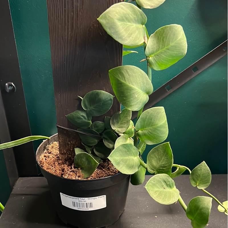 Rhaphidophora hayi – Shingle Plant