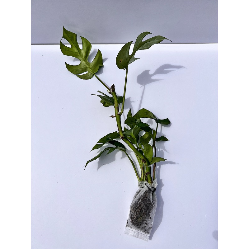 Rhaphidophora Tetrasperma (Mini Monstera) – rooted cuttings