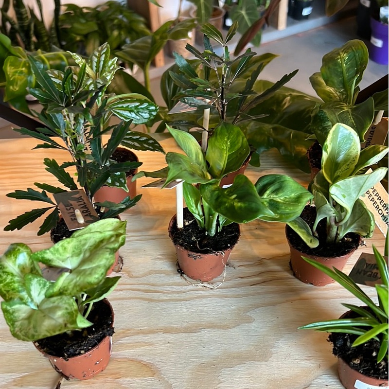 2 Assorted Tropicals