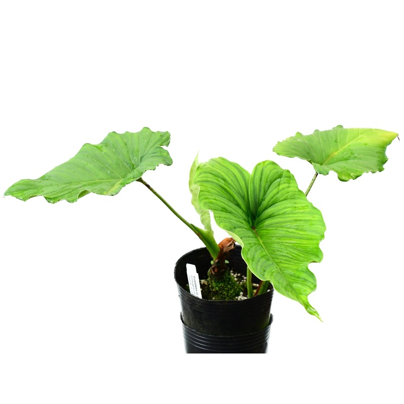 Adelonema peltatum