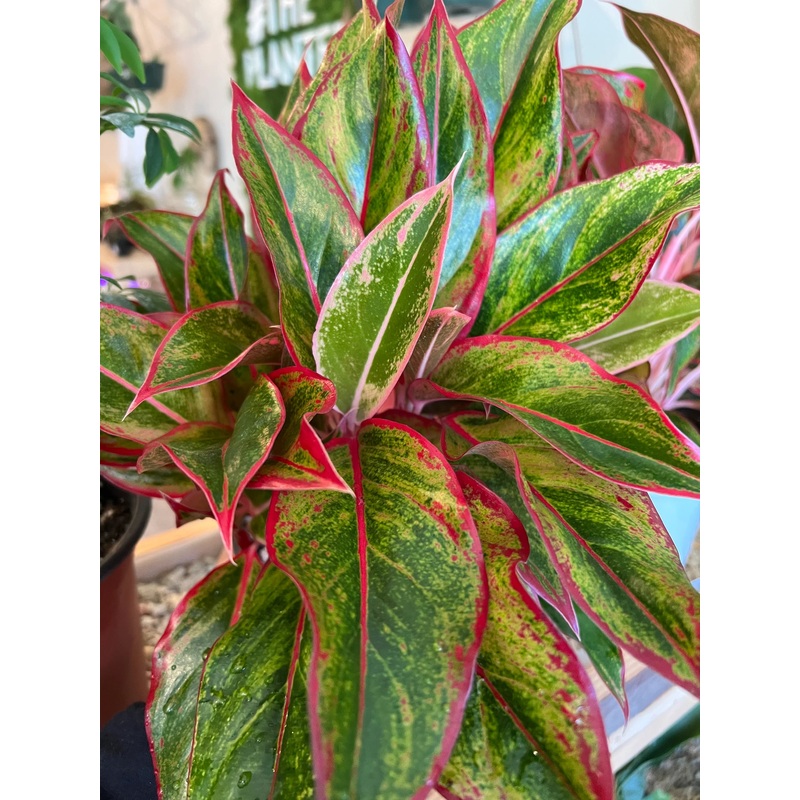 Aglaonema commutatum – Chinese Evergreen Red Siam