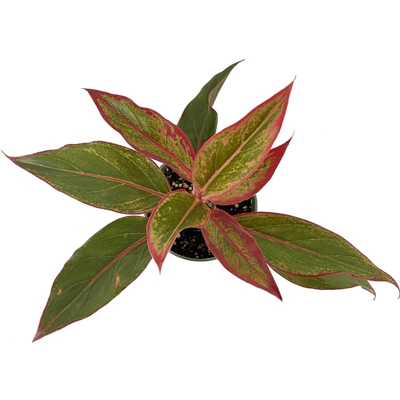 Aglaonema Siam Aurora