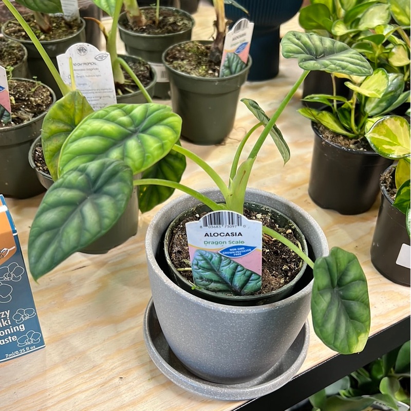 Alocasia baginda – Dragon Scale