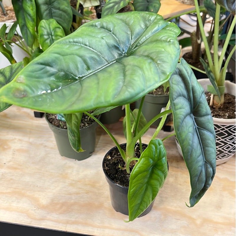 Alocasia clypeolata – Green Shield