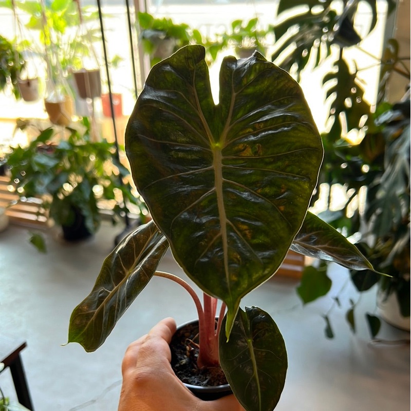 Alocasia Pink Princess|4″|6″