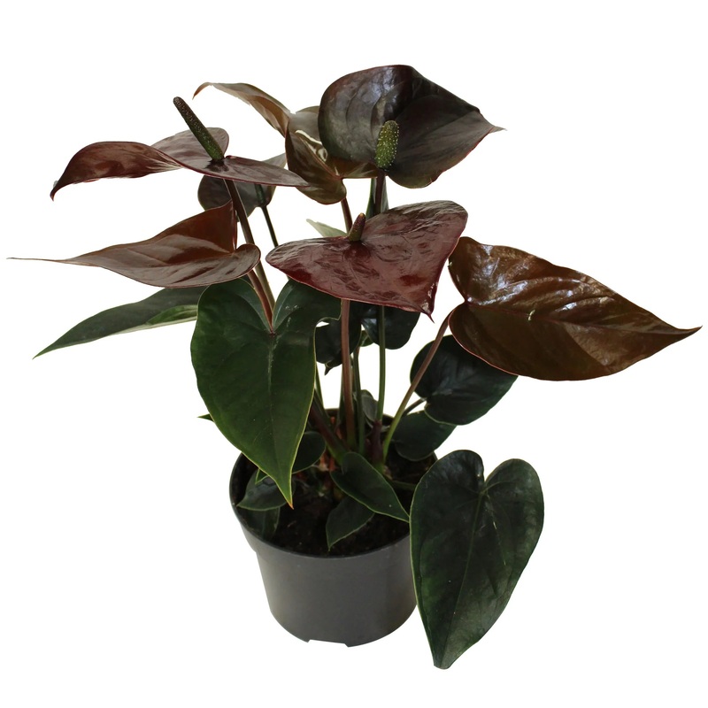 Anthurium andraeanum|2″|3.5″|4″|6″