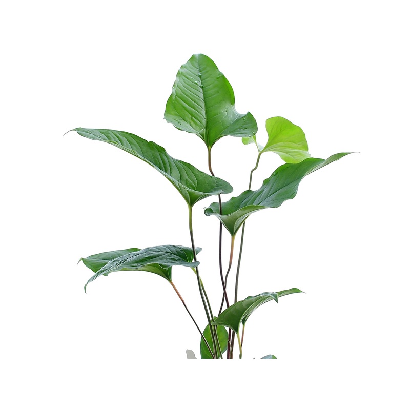 Anthurium brownii 5 (seedling)