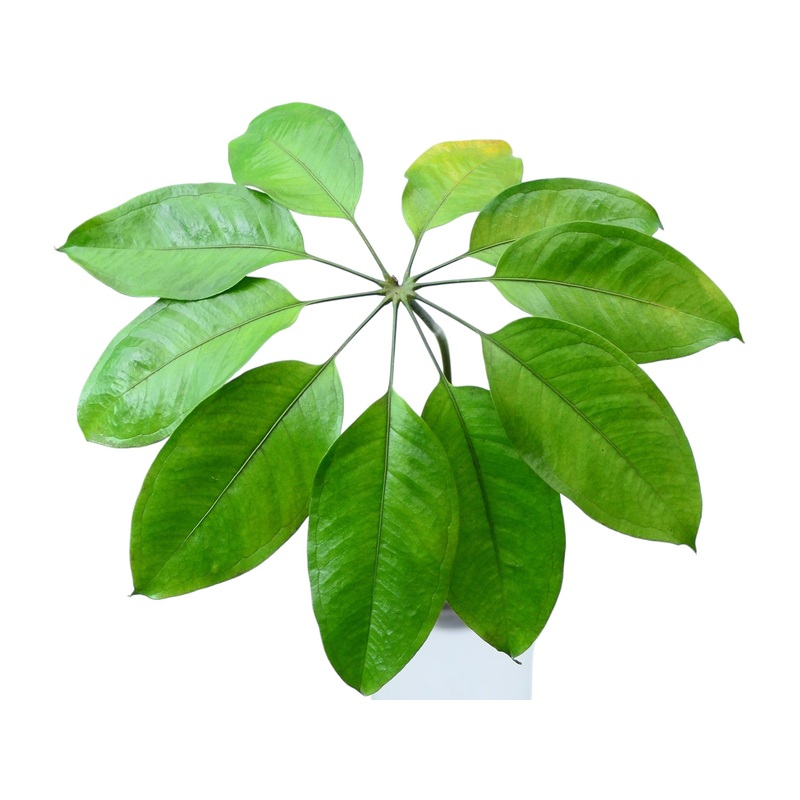 Anthurium digitatum