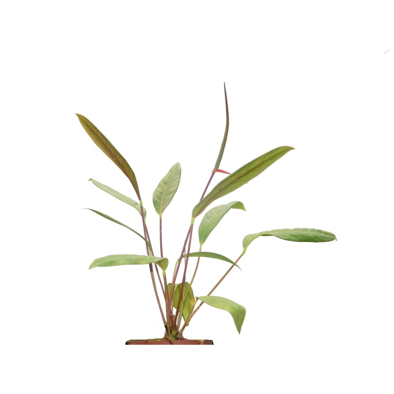 Anthurium gracile (seedling)