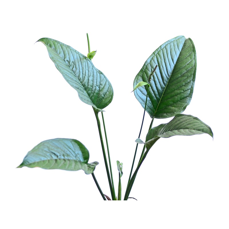Anthurium lancea cf