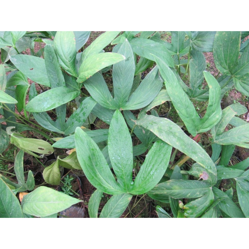 Anthurium madisonianum