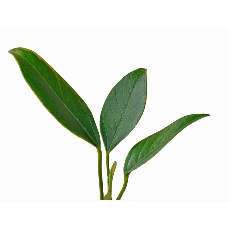 Anthurium oxycarpum type