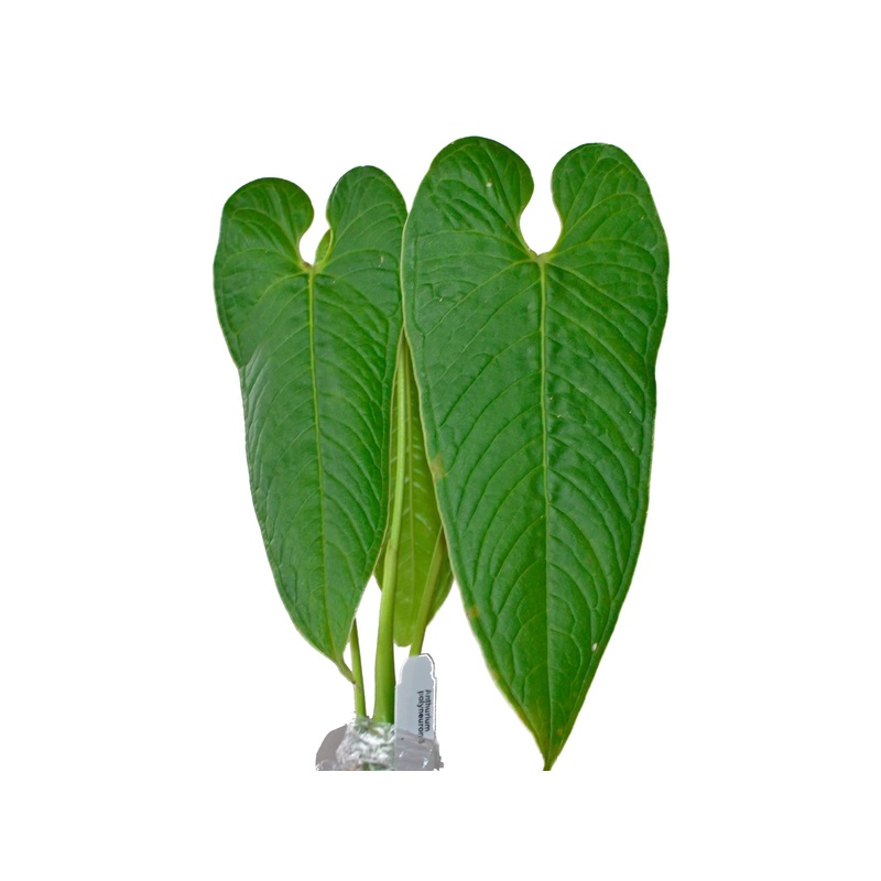 Anthurium polyneuron 3