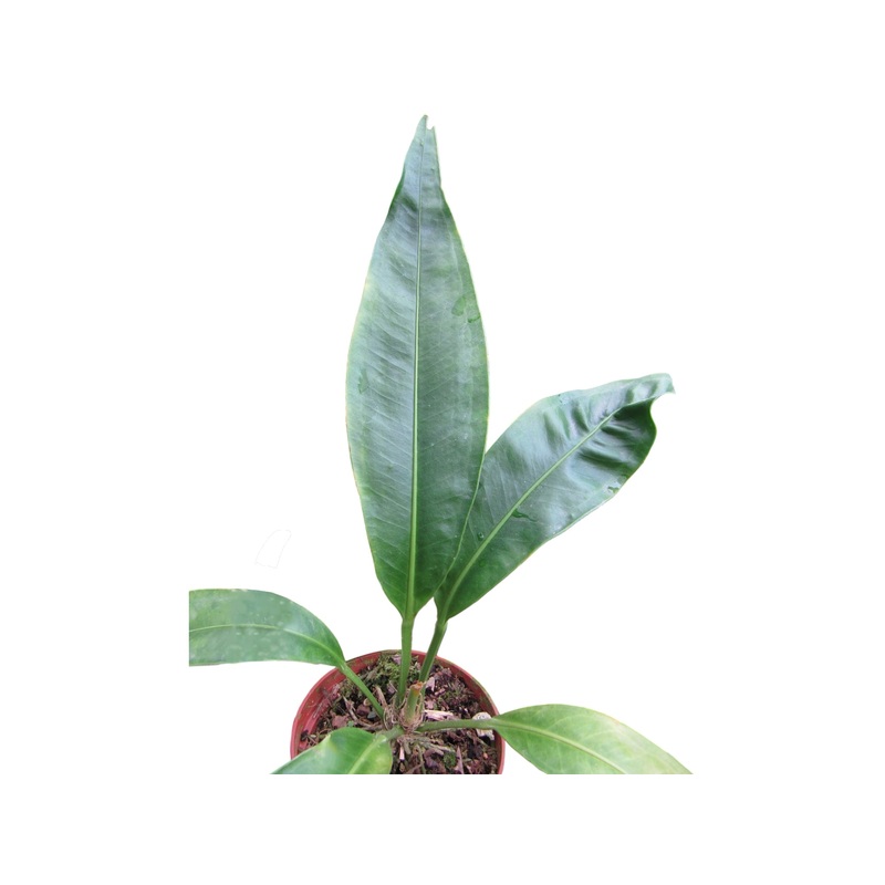 Anthurium scolopendrinum 1