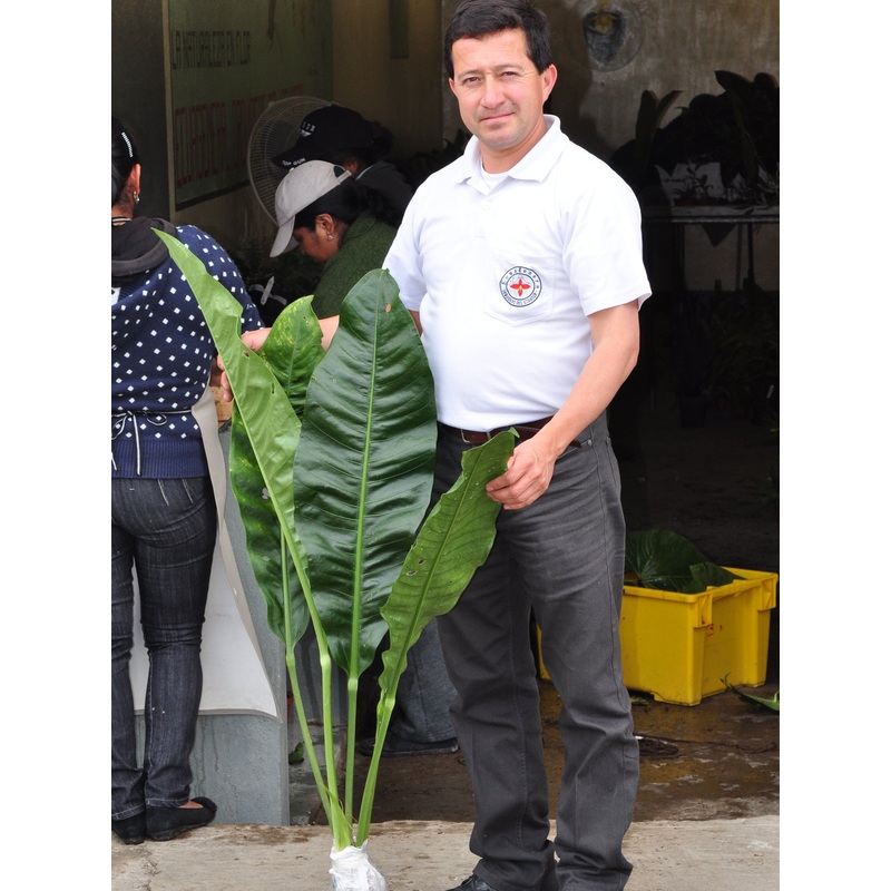 Anthurium scolopendrinum 2