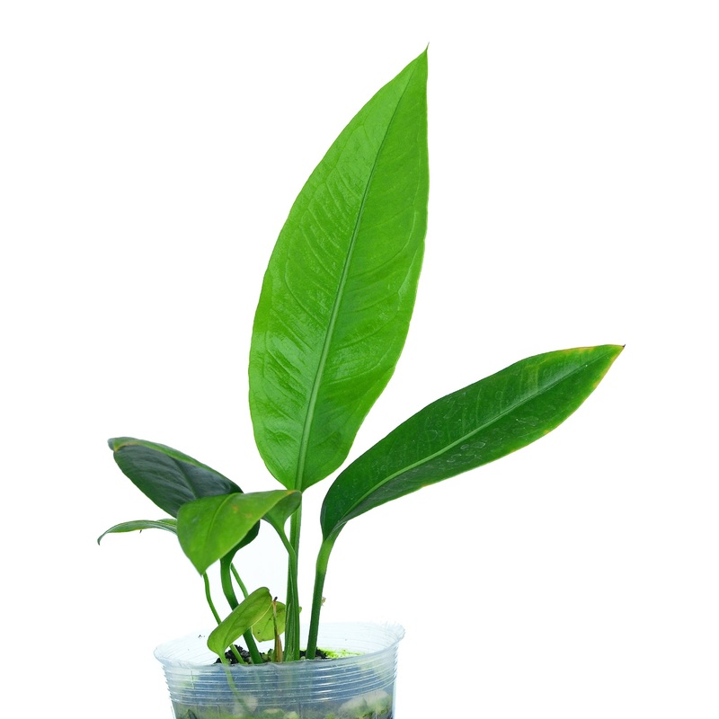 Anthurium scolopendrinum (seedling)