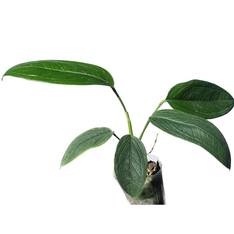 Anthurium spathulatum