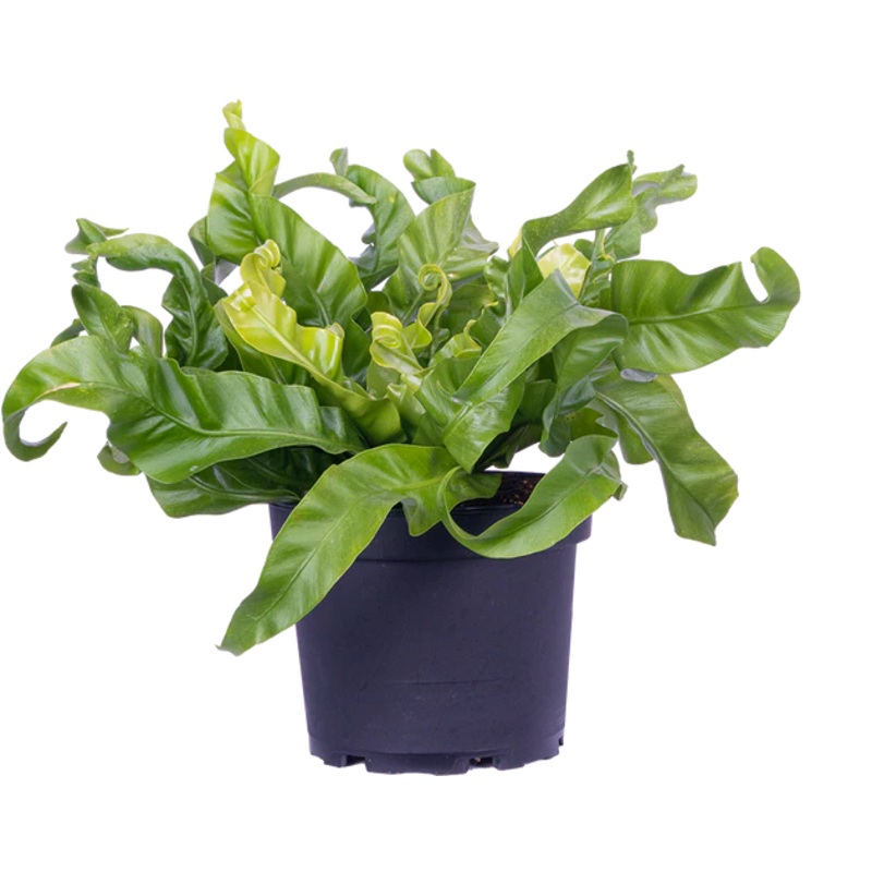 Asplenium antiquum – Hurricane Bird’s Nest Fern