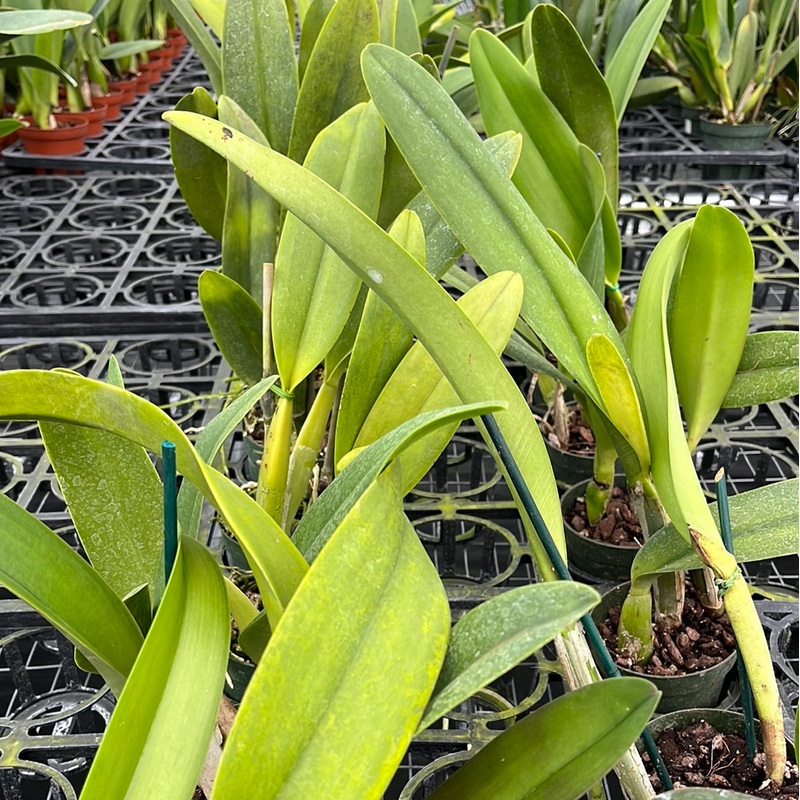 Brassolaeliocattleya Mahina Yahiro x Cattleya warscewiczii var. sanderiana ‘Rey’