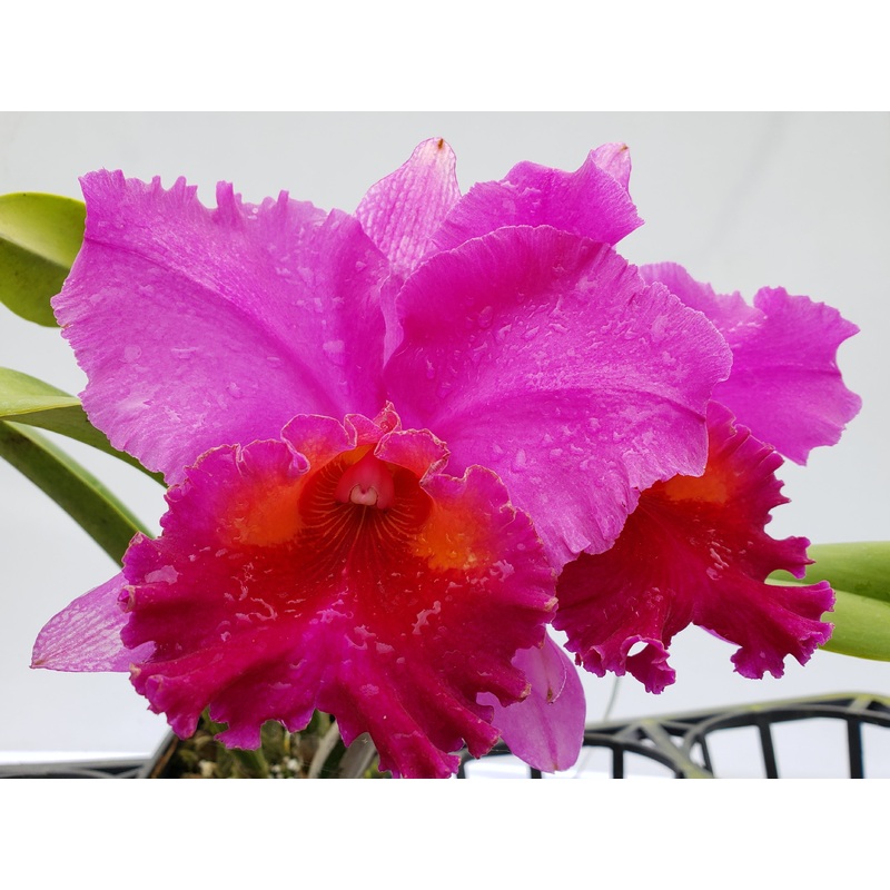 Brassolaeliocattleya Mayra Ec