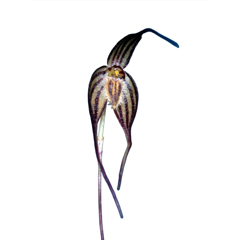 Bulbophyllum odontopetalum