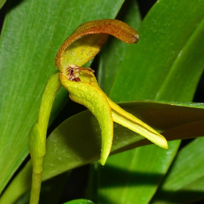 Bulbophyllum tricanaliferum yellow