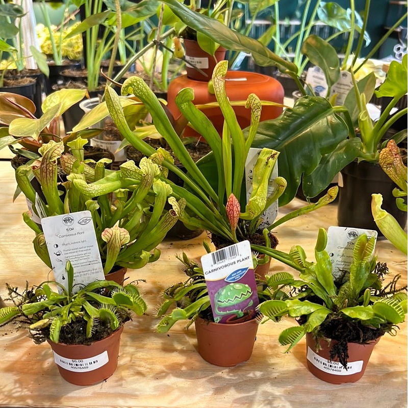 Carnivorous Plants Assorted|2″