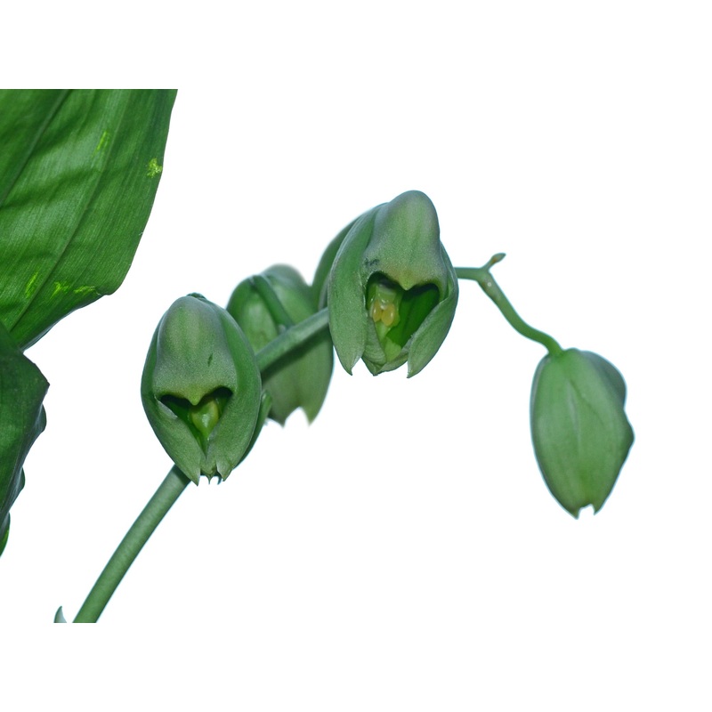 Catasetum macroglossum