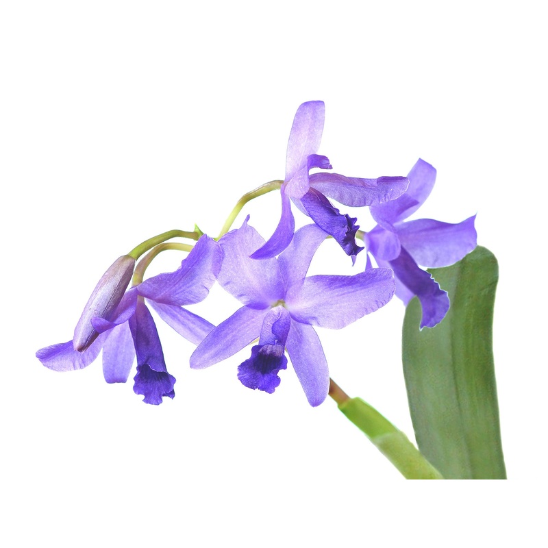 Cattleya bowringiana f. coerulea