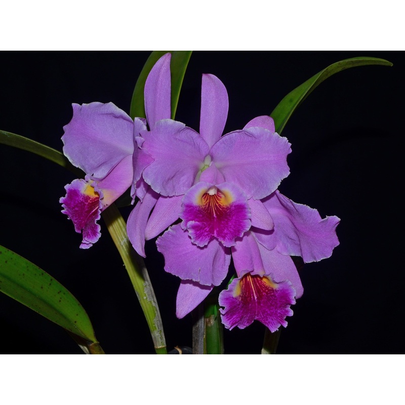 Cattleya Carmen