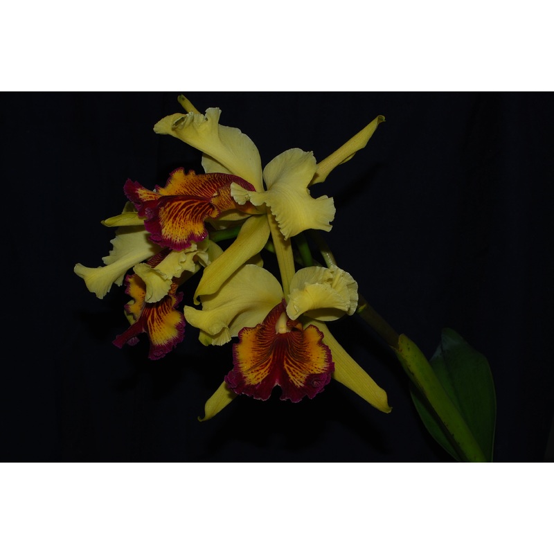 Cattleya dowiana (near blooming size)