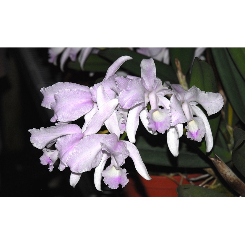 Cattleya lawrenceana ‘suavissima’